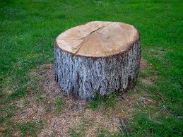 Best Tree Removal  in Matoaca, VA