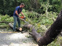 Best Fruit Tree Pruning  in Matoaca, VA