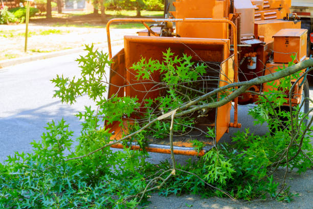 Seasonal Cleanup (Spring/Fall) in Matoaca, VA