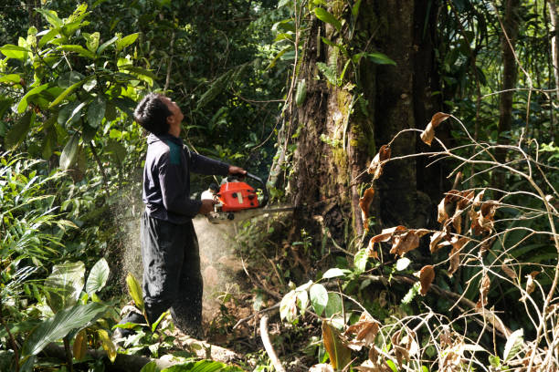 Best Emergency Tree Removal  in Matoaca, VA