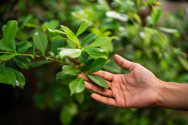 Best Pest Control for Lawns  in Matoaca, VA