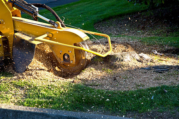 Tree and Shrub Care in Matoaca, VA