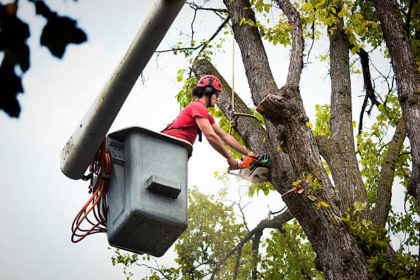 How Our Tree Care Process Works  in  Matoaca, VA