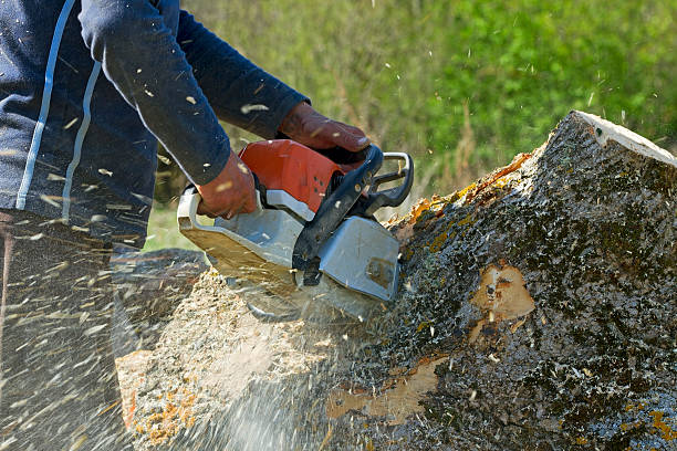 Best Tree Trimming and Pruning  in Matoaca, VA